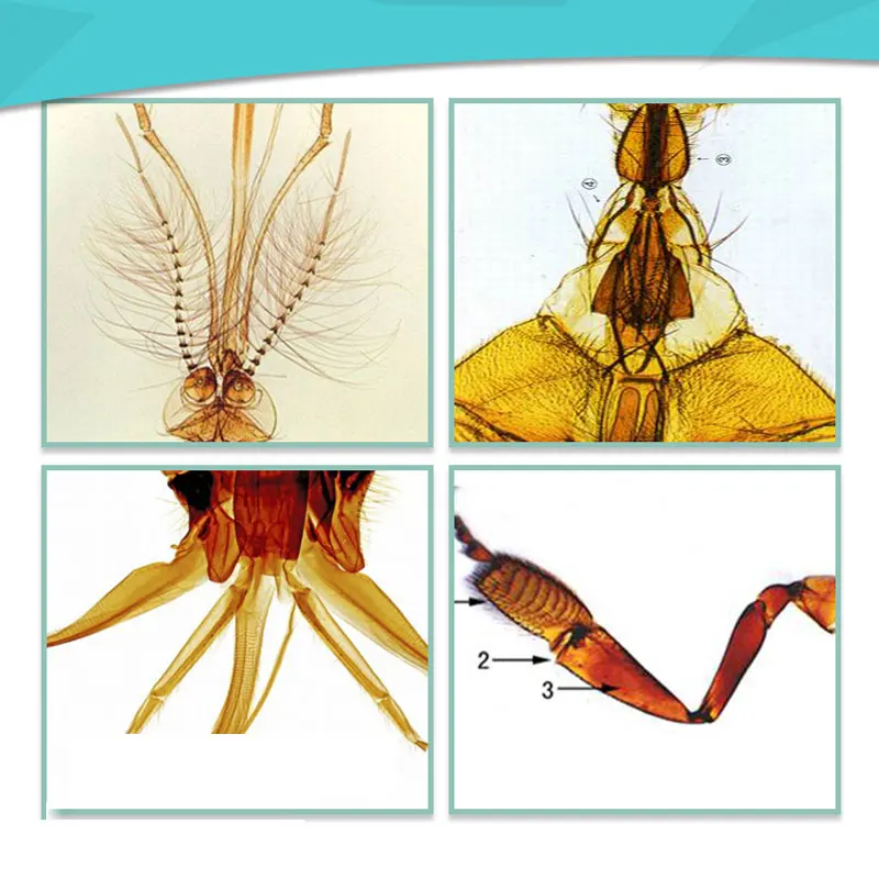 25 шт. подготовленные насекомые комары мухи пчела бабочка чеканка образец