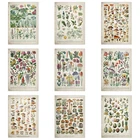 A3 A4, ботанические грибы, искусственные грибы, идентификация, справочная диаграмма, иллюстрация, Украшение стен