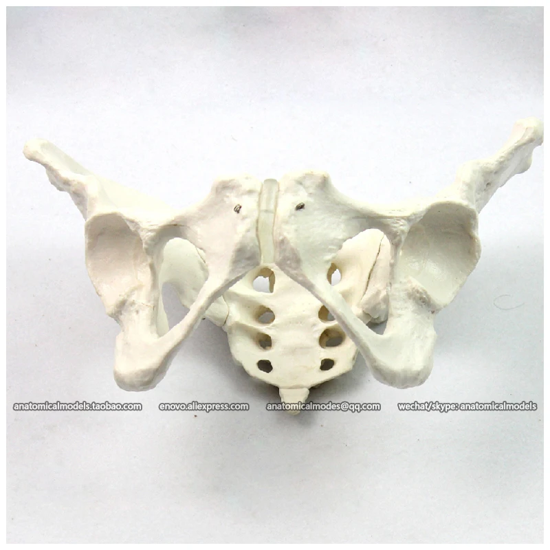 12340/таз женский медицинская анатомическая человеческая модель/CMAM|female pelvis model|pelvis