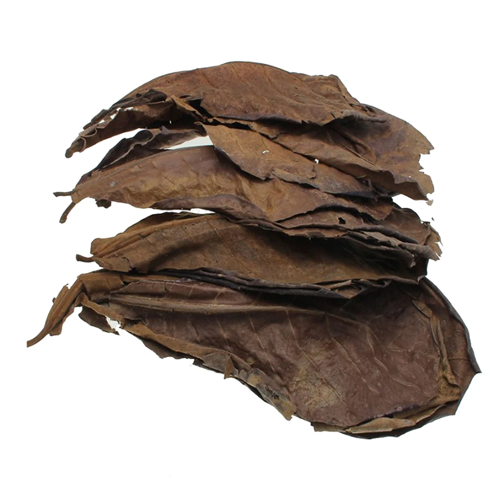 10 шт. индийские листья миндаля для бетты стимулируют разведение и повышают