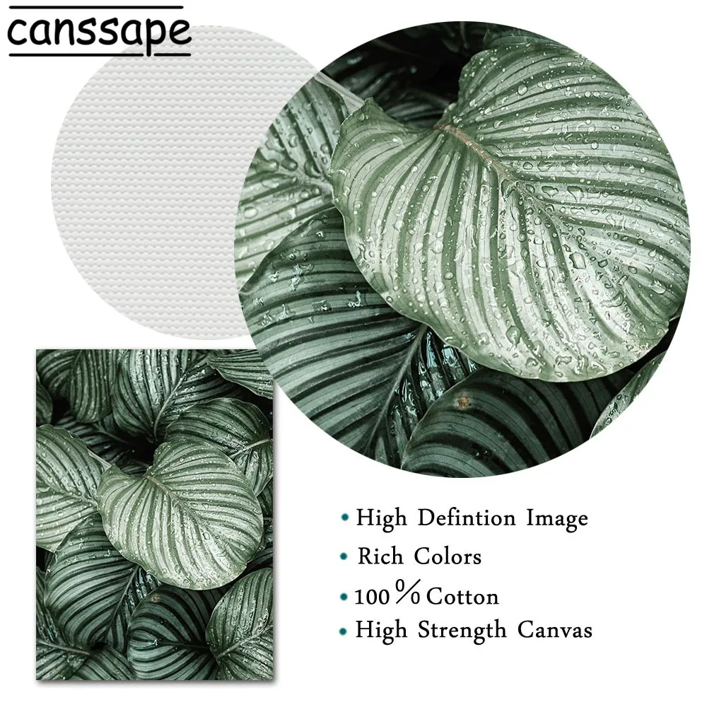 Настенная картина с изображением растений-суккулентов цветов зеленых растений