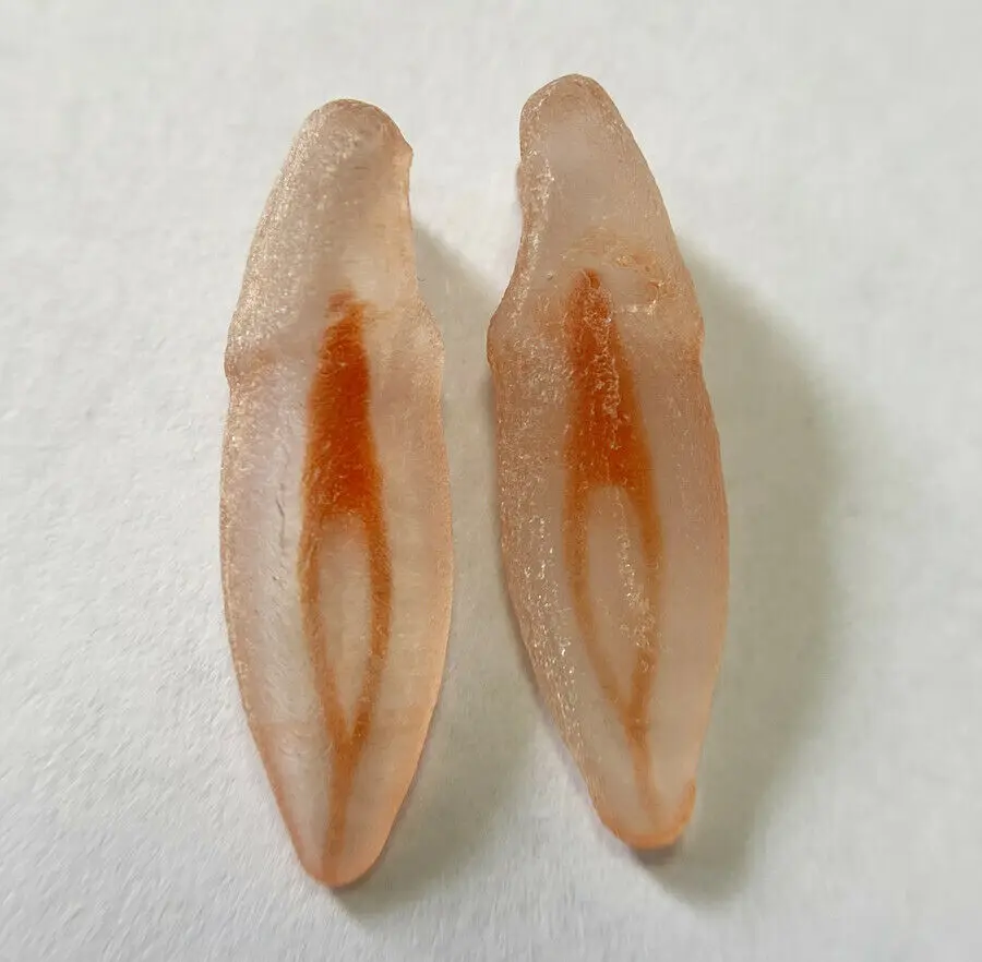 

Dental 3D Lower Incisor Model Teeth Replicas 2 Red Pulps File Files Practice x1