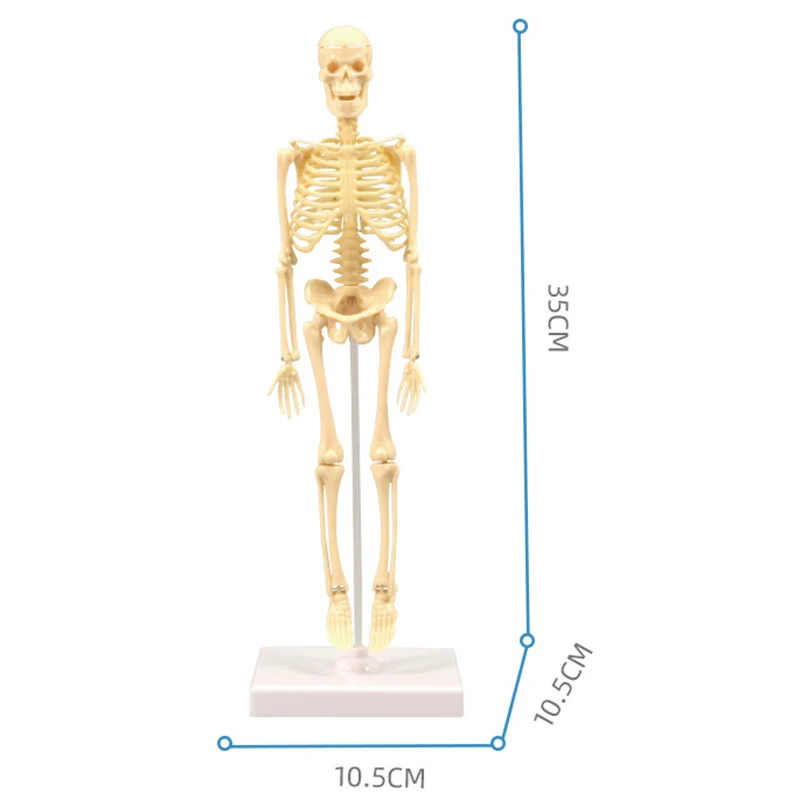 15 шт. миниатюрная модель скелет легко управляемая медицинские Обучающие ресурсы