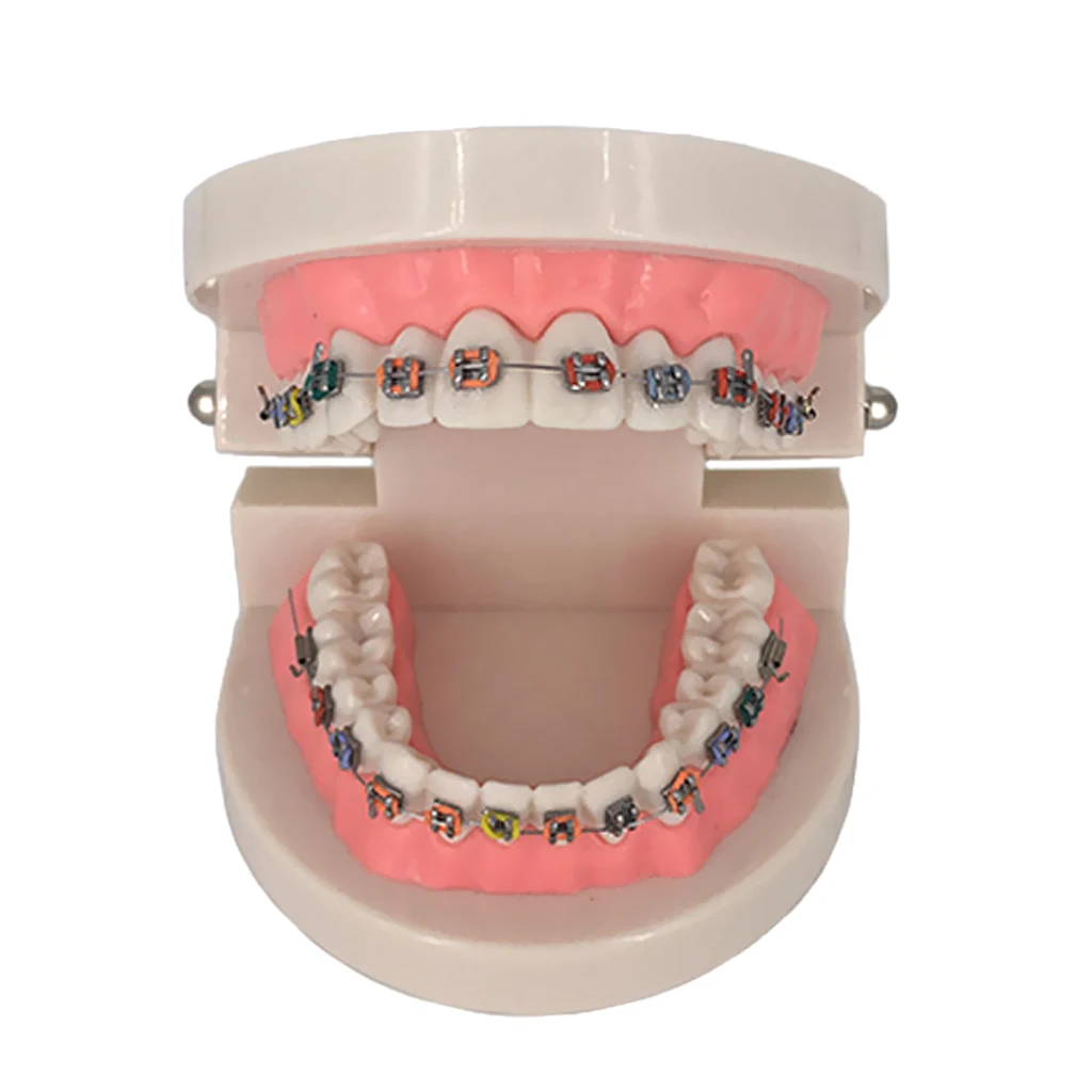 

Teaching Model Tooth Care Teaching Education Supplies