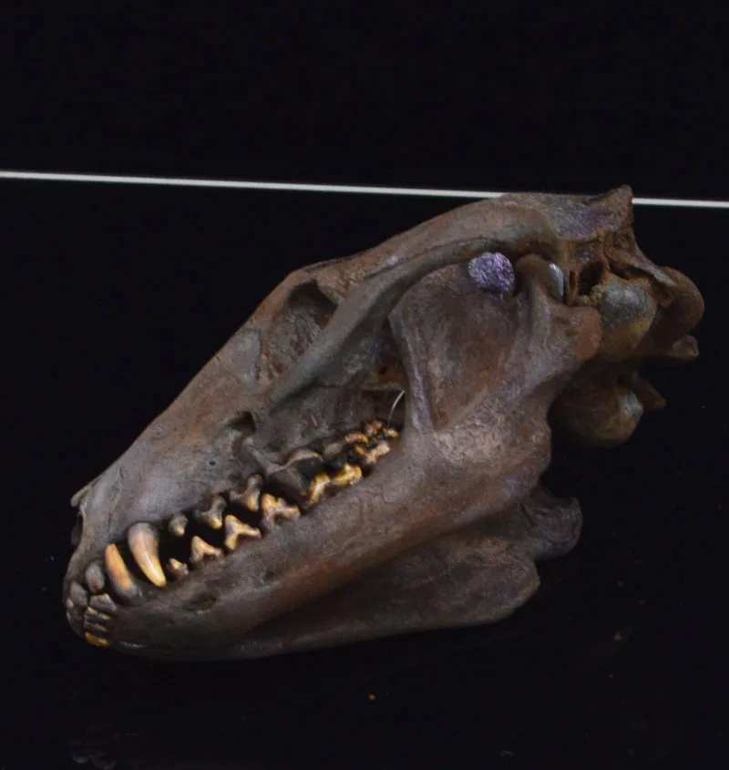 

1pcs real Animal Racoon Skull - Adult / Animal collection Handmade brown