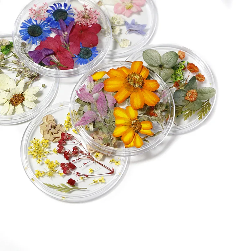 

Nail jewelry ins wind 24 natural beautiful daffodils flowers all over the sky star decoration dried flowers nail art decorations