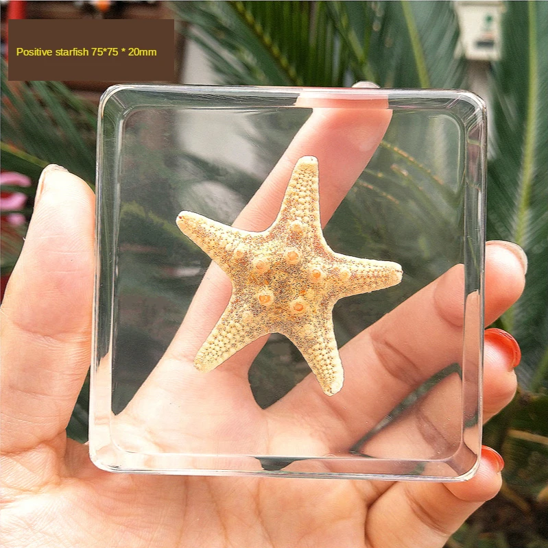 

Creative Gift Kindergarten Teaching Children Real Marine Animals Crab Squid Resin Specimen Turtle Octopus Hermit Crab Shrimp