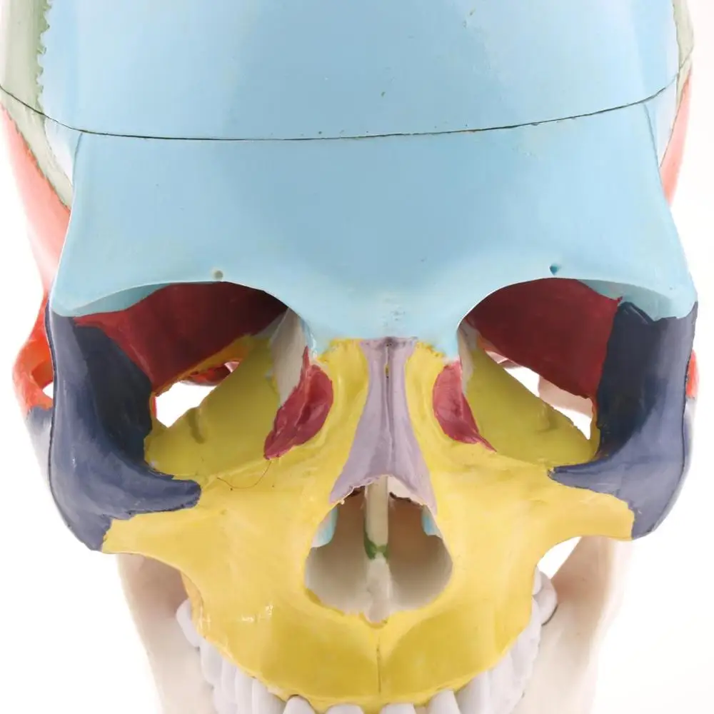 Телескопический череп с шейным позвонком 22 цвета|model skull|anatomical modelhuman anatomy |