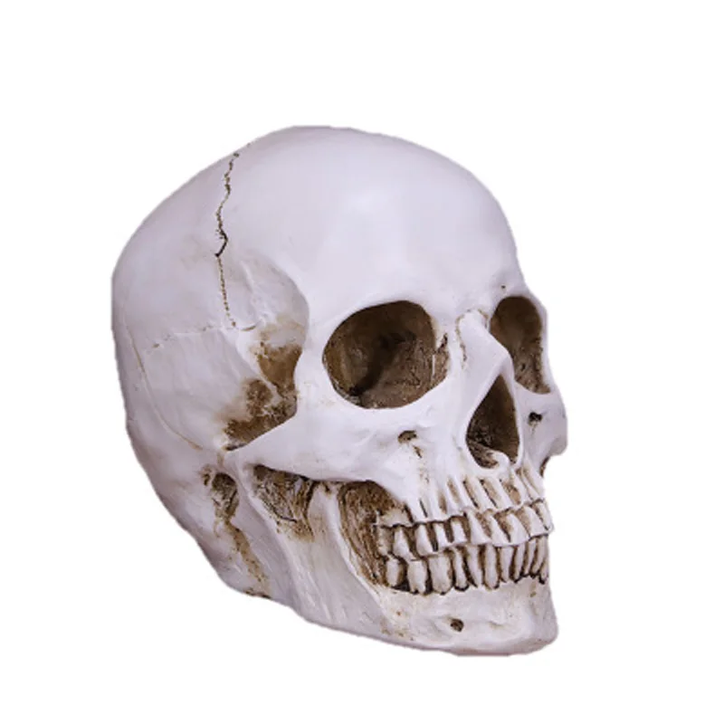 

Statue sculpture resin Halloween home decoration decoration skull craft skull size 1:1 model life copy medical high quality