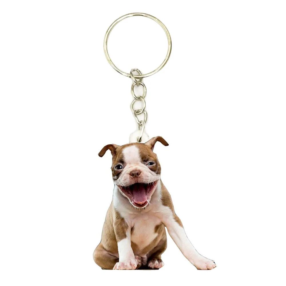 

Boston Terrier