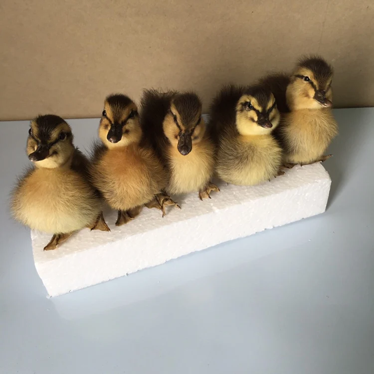 5 шт. желтая/Черная/коричневая утка TAXIDERMY | Тематическая одежда и униформа