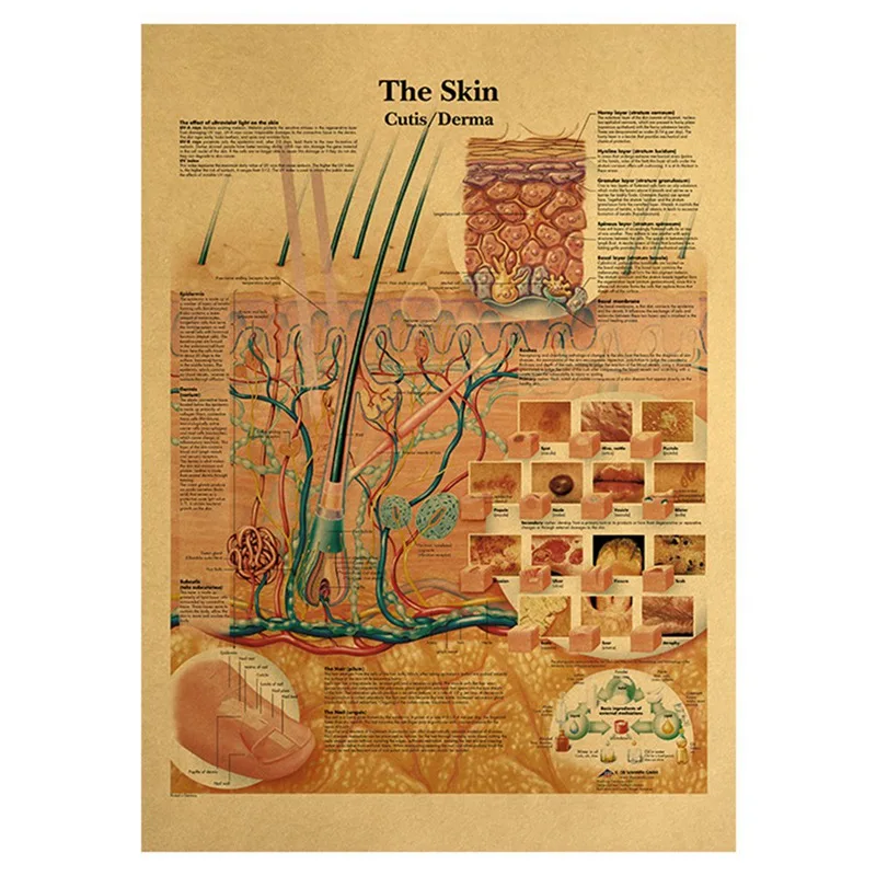 Картина с изображением человеческого тела-искусственная кожа домашний декор