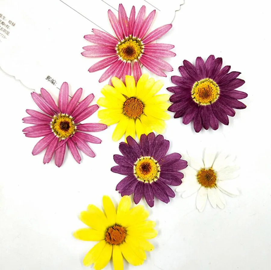 

120pcs Pressed Dried Pericallis Hybrida Flower Plants Herbarium For Epoxy Resin Jewelry Making Face Makeup Nail Art Craft