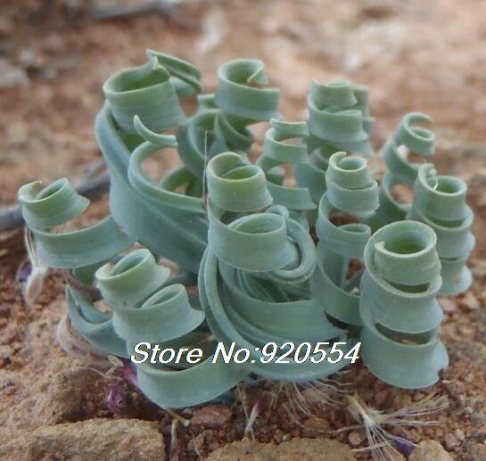 1 Импортные 5 шт. Albuca concordiana Волшебные цветы домашний сад - Цвет: 1