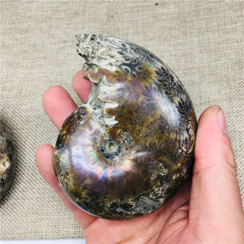 280-320 г аммонит Cleoniceras Snail Fossil Мадагаскар удивительный природный геологический образец минеральная коллекция Раковины Улитки Исцеление
