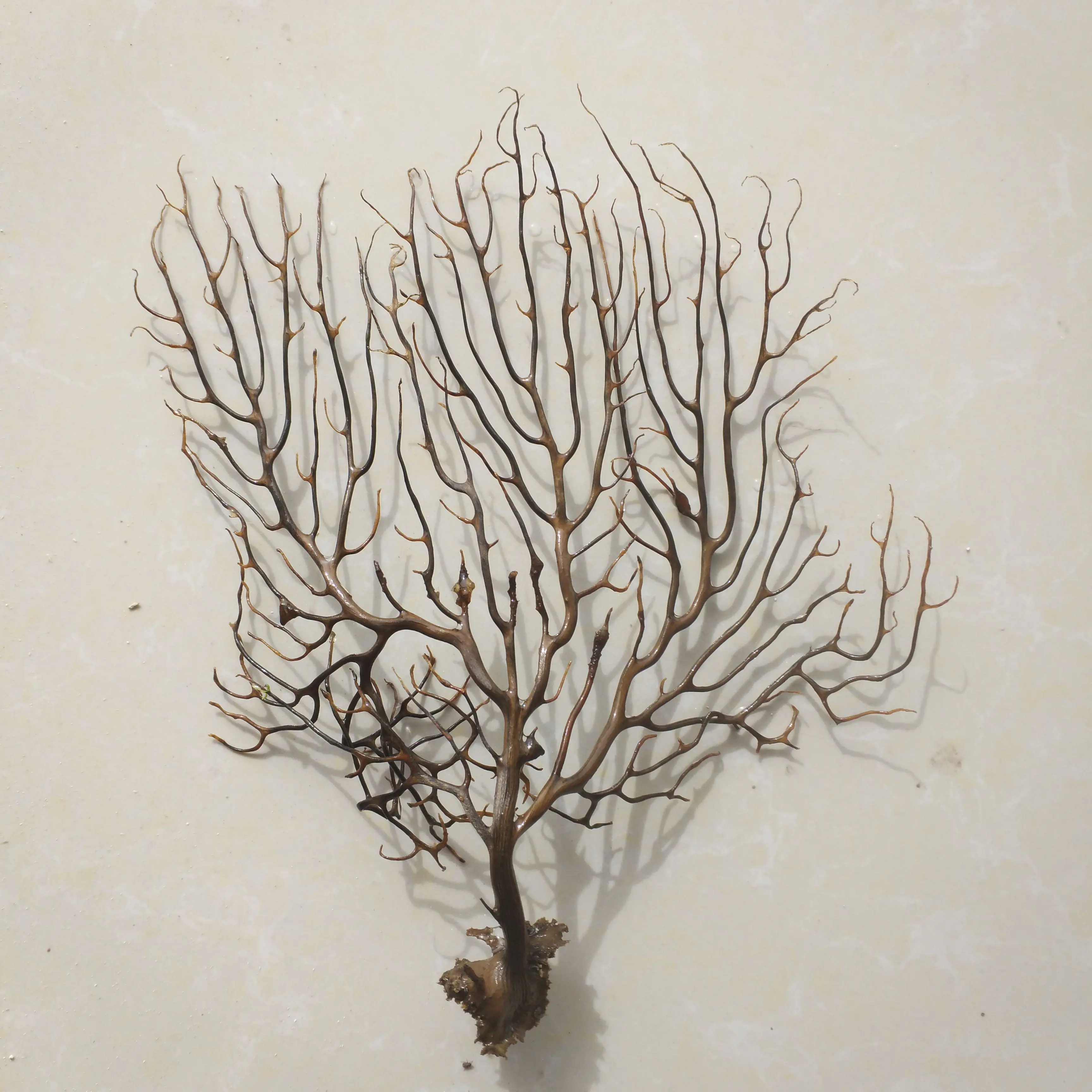 

Black Sea Fan Fish Tank Aquarium Decoration Sea Coral Ornament natural sea tree