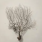 Украшение для аквариума Black Sea Fan