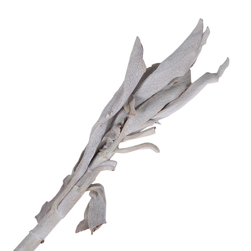 Пряди пучки шалфея палочки для растушевки палочка с листьями домашнего очищения