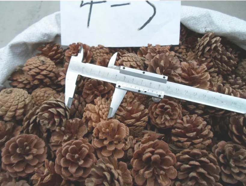 

25pcs Natural Pine Cones about 4-5cm Pinecone Florists Crafts Cone