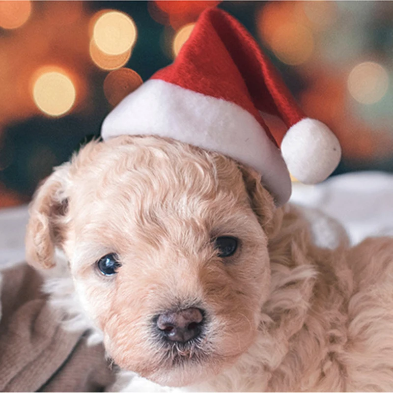 DIY 2020 счастливый новый год рождество мини плюшевая красная шляпа Симпатичный кот