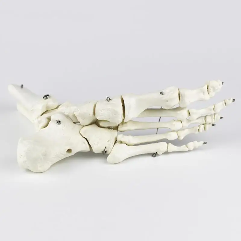 Life Size joints and bones of foot anatomy Human Foot Ankle Model with shank bone Anatomical Models |