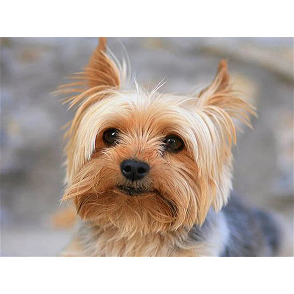 

Алмазная мозаика 5D «сделай сам» с изображением собаки, полная Алмазная вышивка, домашний декор, подарок на Рождество, ручная работа