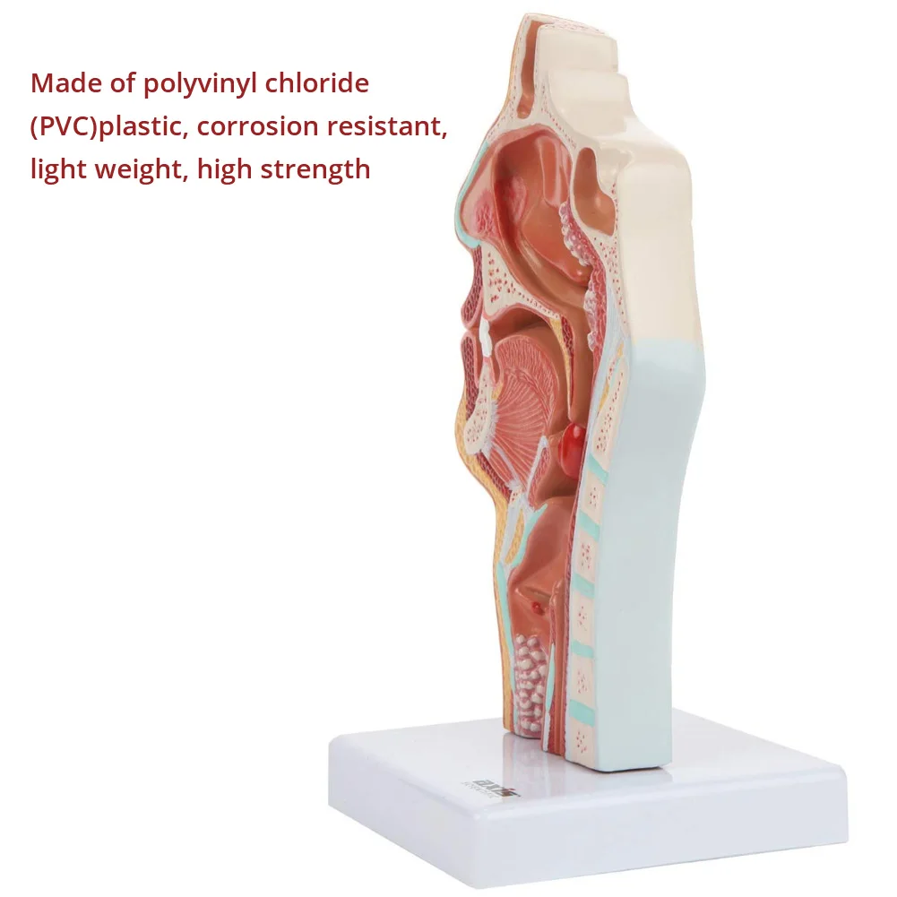 Медицинская анатомическая модель для лечения болезней ларинкса и фармацевтики