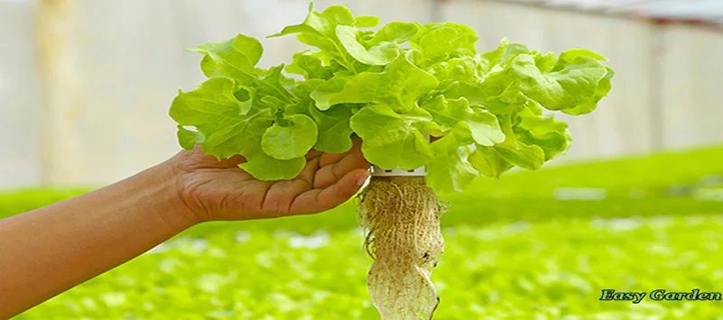 DWC 5x5 галлонов Cloner круглое ведро для Hdroponics системы. Глубокая вода культуры