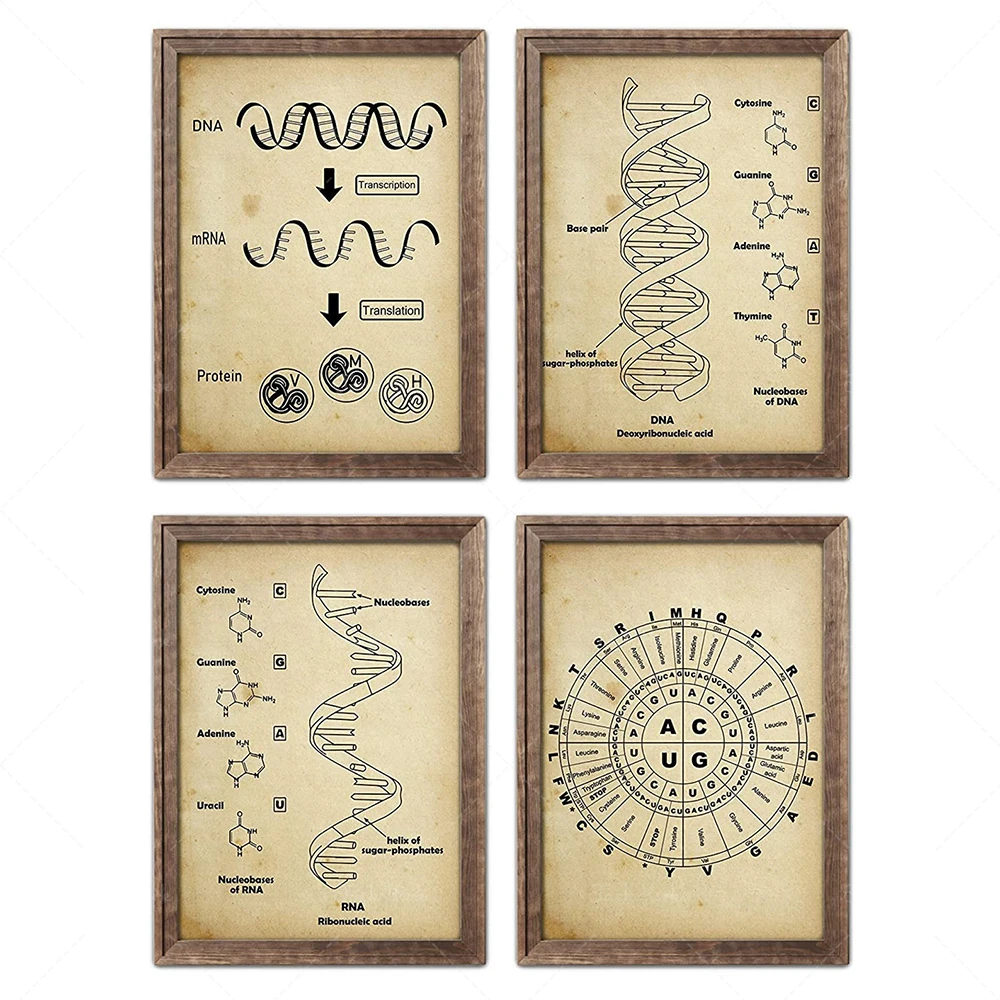 

Vintage DNA and RNA Genetic Code Set Dna Wall Decor Art Science Wall Art Biology Artworks Chemistry Wall Hanging Genetic Code