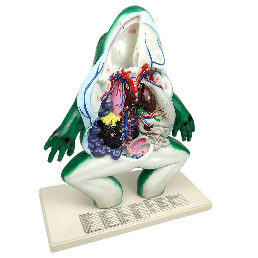 

1pc Frog Anatomical Model 3D Classroom Display Teaching Aids Accessories