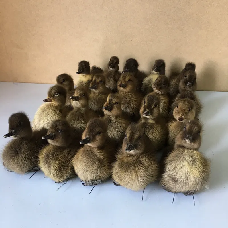 Taxidermy из 20 натуральных утенков милых черных Птиц | Дом и сад