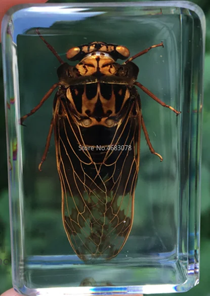 

1piece Ladybug insect Specimen Cicada In Clear Resin Educational Explore Instrument School Teaching Supplies 44x29x18MM