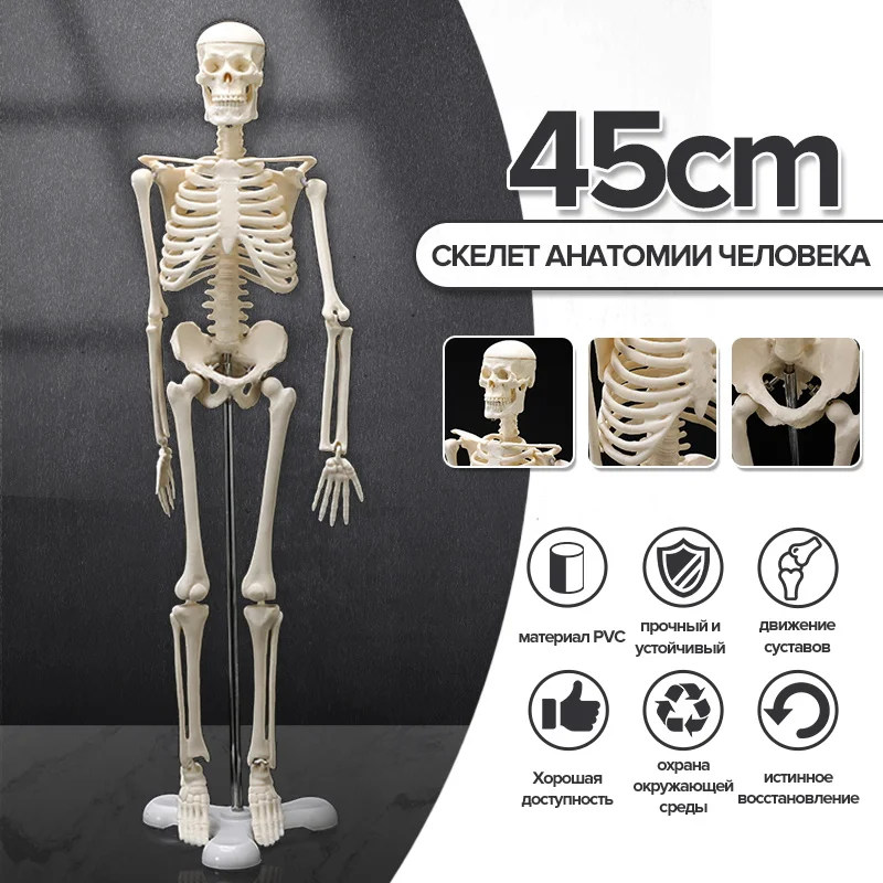 Анатомическая модель человека анатомический скелет 45 см медицинская помощь в