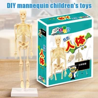 15pcs skeleton model miniature model easy to manipulate human skeleton toy kit for kids age 7 35cm uy8