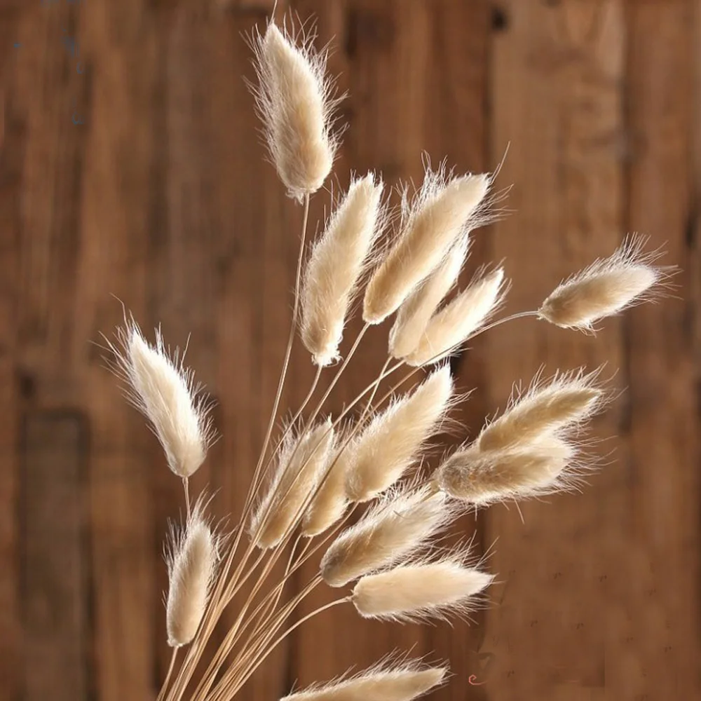 50pcs dried natural flower bouquets raw color Lagurus ovatus bouquets&ampUraria picta&ampraw rabbit tail grass bunches | Дом и сад