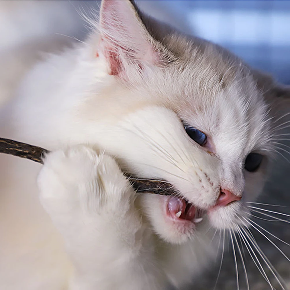 

Teeth Pet cat accessories USB Electric Charging Molar Simulation Vocalize Toys Natural Kitten Chew Grinding Interactive Cleaning