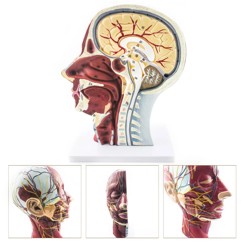 Учебная модель инструментов для головы шеи поверхностных нервов сосудистых мышц