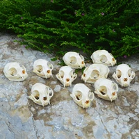 1 10pcs real animal skull specimen collectibles study