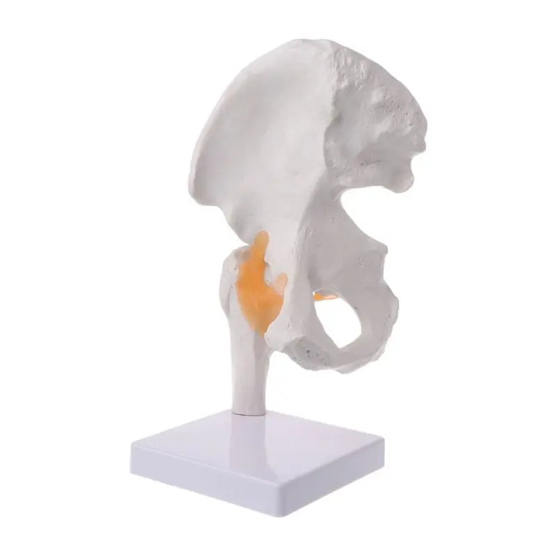 

Life Size Ligament Hip Joint Medical Anatomy Model Skeleton Teaching Tool