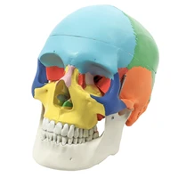 life size colorful human skull model detachable natural skull anatomical model teaching skeleton head studying teaching supplies