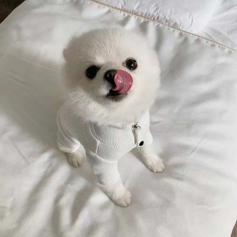 

Pet Supplies Four-legged Fashion Brand Suit Poodle Teddy Small and Medium-sized Dog Clothes Pet Clothing Cat Clothes Pet