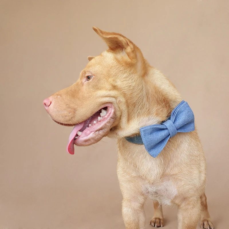 MUTTCO розничная продажа уникальный дизайн модный ошейник для собак ручной работы