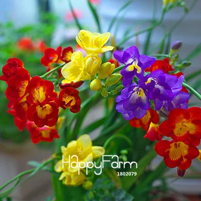 11 Бонсай Freesias великолепный сад красочные ароматные Цветочные растения Орхидея Флорес идеальные Цветочные Планты 100 Плант/упаковка - Цвет: 11