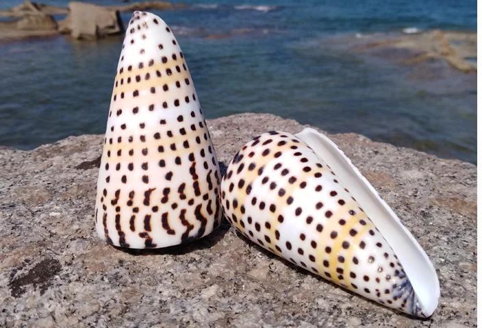 Натуральные раковины черная кукуруза улитка аквариумное украшение buzios do mar