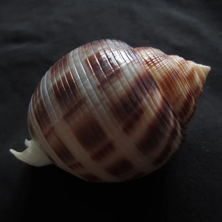 

natural rare conch collection home decoration