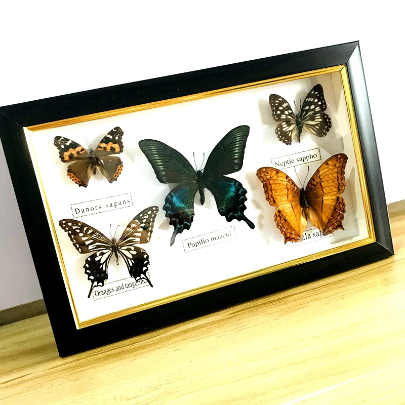 Pretty Butterfly Real Specimen Education Material Collection/Butterfly Specimen Artwork Material Decor