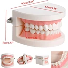 Модель зубов, стандартная обучающая модель зубов, модель зубов, стоматологический материал, стоматологический инструмент, стоматологические инструменты