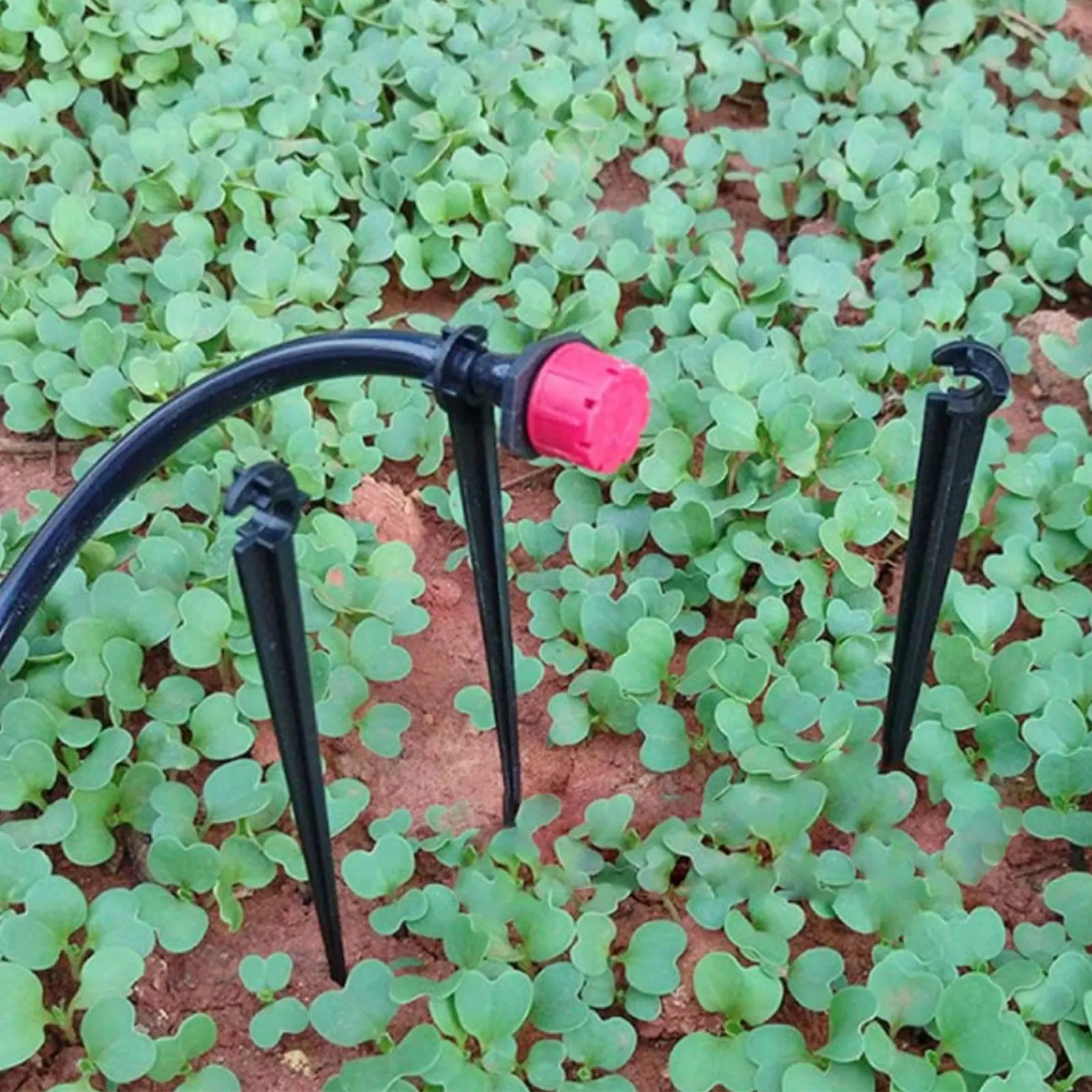 

Behogar 100PCS Drip Irrigation Support Stakes Watering Pipe Holders for 4mm\\\/7mm Tube Flower Beds Vegetable Garden Lawn