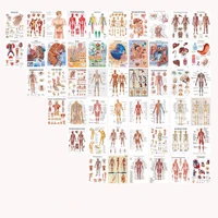 50pcs human anatomy system photo collage kit exqusite anatomical chart pictures human body medical for education office decor