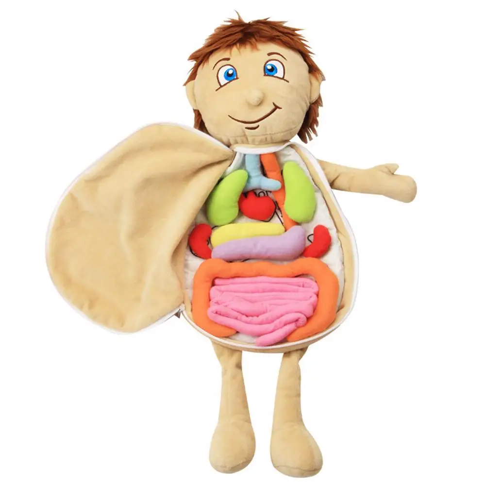 2021 New Model Anatomy Doll Human Torso Body Model Anatomy Anatomical Internal Organs For Teaching Educational Soft Toy Dropship